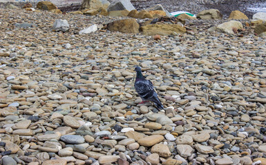 Wild pigeons on the rocky seashore during a storm. Multicolored color of birds. Large orange...