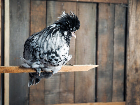 Exotic Chicken On A Perch