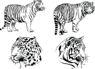 vector drawings sketches different predator , tigers lions cheetahs and leopards are drawn in ink by hand , objects with no background