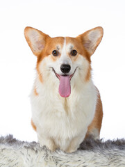 Cute corgi dog portrait. Image taken in a studio with white background. Isolated on white. Cute dog.