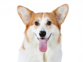 Cute corgi dog portrait. Image taken in a studio with white background. Isolated on white. Cute dog.