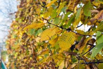 Closeup of autumnal hornbeam  leaves in the hedge of a public garden