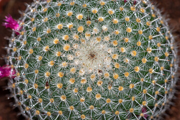 Selective focus close-up top-view shot on Golden barrel cactus (Echinocactus grusonii) cluster.