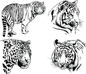 vector drawings sketches different predator , tigers lions cheetahs and leopards are drawn in ink by hand , objects with no background