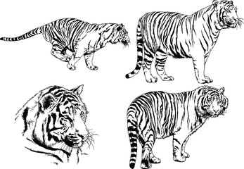 Fototapeta na wymiar vector drawings sketches different predator , tigers lions cheetahs and leopards are drawn in ink by hand , objects with no background