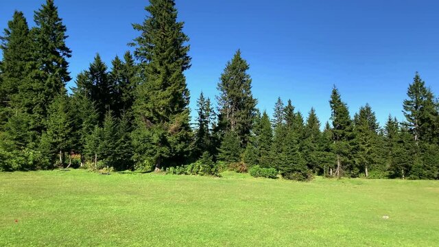 Footage of grass field, wild plants and pine forest trees near mountain village (high plateau) called "Sis Dagi" of Trabzon city of Black sea region in Turkey. Beautiful nature scene in sunny day.