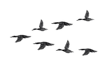 Vector hand drawn doodle sketch black flock of flying duck isolated on white background