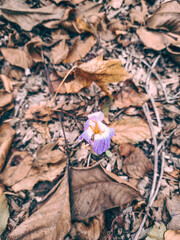 flowers on the ground