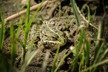 frog in the grass