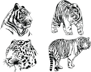 vector drawings sketches different predator , tigers lions cheetahs and leopards are drawn in ink by hand , objects with no background