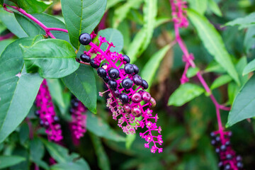 Lakonos American, Phytolacca. Inflorescence, a cluster of dark violet and pink fuchsia berries. Large green leaves. Perennial herbaceous plant.
