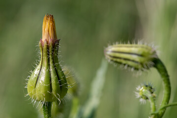 close-up of closed dandelion bud ,on green blurry background