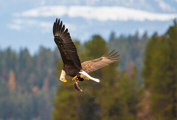 Eagle looking at fish at lake Coeur d'Alene Idaho