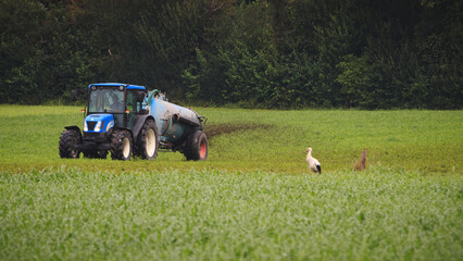 stork on a field with a tractor © Thomas