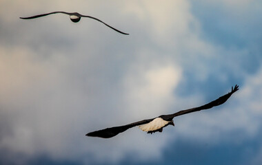 Fototapeta na wymiar Two Eagles flying away from lake Coeur d'Alene Idaho