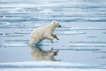 Naklejka na ściany i meble Polar Bear, Svalbard, Norway
