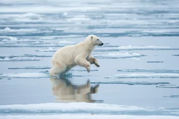 Fototapete Polar Bear, Svalbard, Norway © Paul
