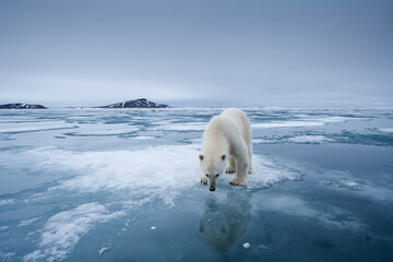 Polar Bear, Svalbard, Norway