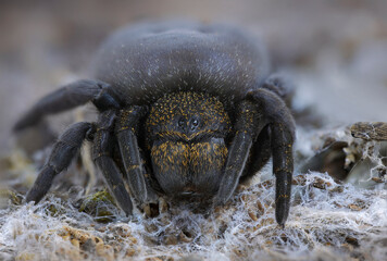 Eresus lavrosiae is a spider species described in 1997 and found in Georgia. This is the first picture of subadult female of the species.
