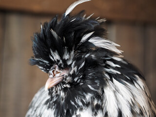 Pavlovskaya silver chicken. Portrait of an exotic bird