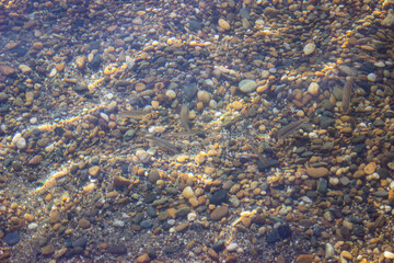 Sea bottom. Shallow. Small rocks and small gray fish, fry, are visible through the water. Textured rocky background.