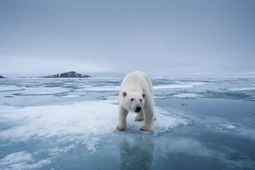 Fototapeten Polar Bear, Svalbard, Norway © Paul
