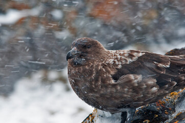skua © rubbersoulroad