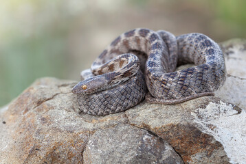 The European cat snake (Telescopus fallax), also known as the Soosan snake, is a venomous colubrid snake endemic to the Mediterranean and Caucasus regions.