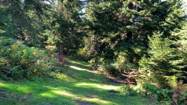 Footage of grass field, wild plants and pine forest trees near mountain village (high plateau) called "Sis Dagi" of Trabzon city of Black sea region in Turkey. Beautiful nature scene in sunny day.