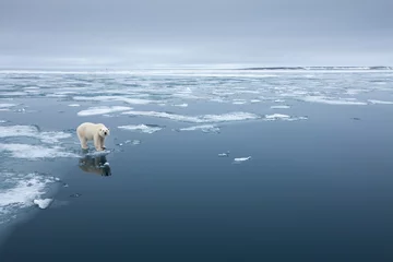 Foto op Plexiglas Polar Bear, Svalbard, Norway © Paul