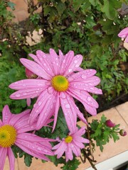 pink flowers in a garden