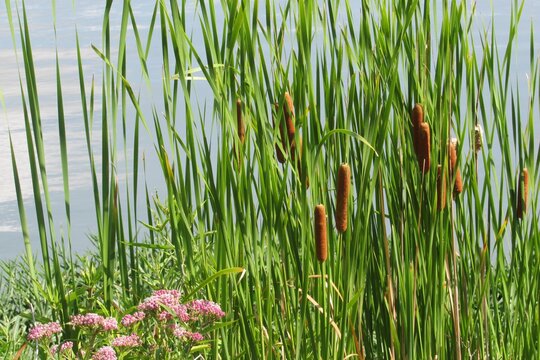 Cat tails near the lake with pink milkweed