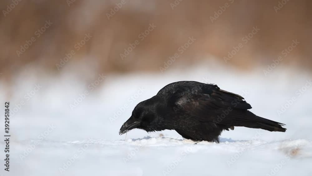 Wall mural raven ( corvus corax )