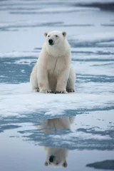 Deurstickers Polar Bear, Svalbard, Norway © Paul