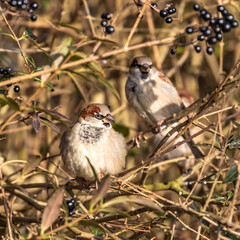 Haussperling.Passer domesticus.(Linnaeus, 1758)