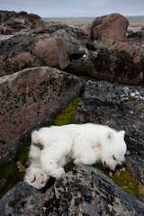 Fototapeta na wymiar Dead Polar Bear Cub, Svalbard, Norway