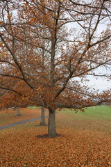 Many leaves have fallen from the tree.