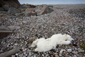 Dead Polar Bear Cub, Svalbard, Norway