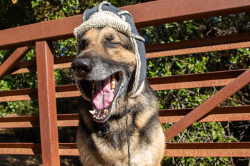German Shepard being silly wearing a hat