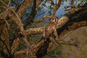 A large Verreaux's eagle-owl perched on a low branch looking backwards as it searches for prey