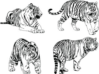 vector drawings sketches different predator , tigers lions cheetahs and leopards are drawn in ink by hand , objects with no background