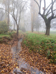 Forest with fog and a river. Copy space