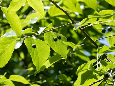 (Celtis occidentalis) Common hackberry tree with ovate-lanceolate bright green downy leaves, veined and pointed and small dark green to purple berries hanging on long petioles on branchlets