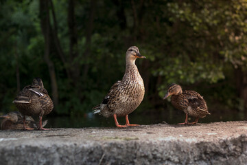 Close up of a duck standing on the shore of the city reservoir in summertime