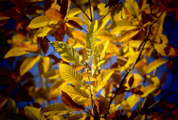 autumn leaves background