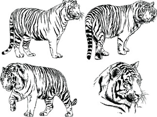 vector drawings sketches different predator , tigers lions cheetahs and leopards are drawn in ink by hand , objects with no background