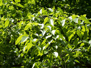 Celtis occidentalis | Common hackberry tree or nettletree branchlets with asymmetrical, pale yellow green textured leaves and small dark purple berries and green unripe fruits  