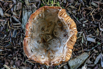mushrooms