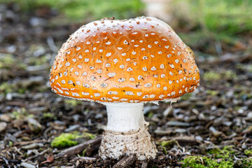 mushrooms