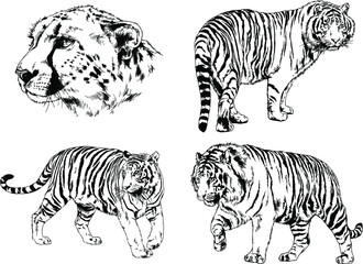 Fototapeta na wymiar vector drawings sketches different predator , tigers lions cheetahs and leopards are drawn in ink by hand , objects with no background